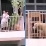 AVS Investigating Viral Video of Woman Beating Dog With a Broom in a Sembawang Condo