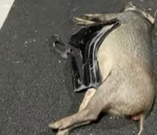 Wild Boar Killed on KJE After Sprinting Across the Expressway