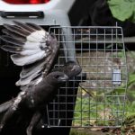 Vets Managed to Treat Eagle With Burnt Feathers By Using Bamboo Chopsticks