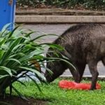 There’s a Wild Boar Roaming Around Bukit Panjang Like a Community Cat