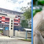 Monkey Broke Into Primary School & Students Had to Go on ‘Lockdown’