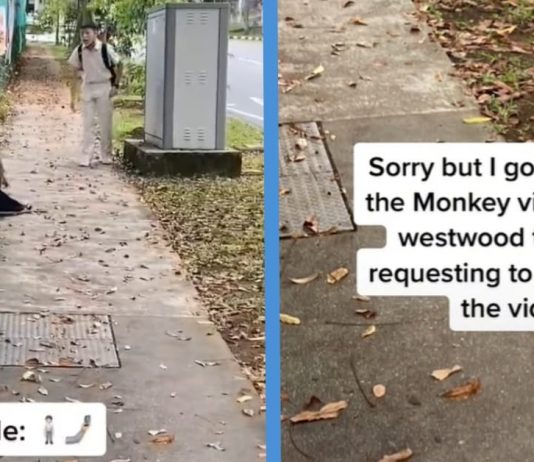 Teachers Requested Schoolboy to Take Down Viral TikTok Video of Him Negotiating With 2 Monkeys