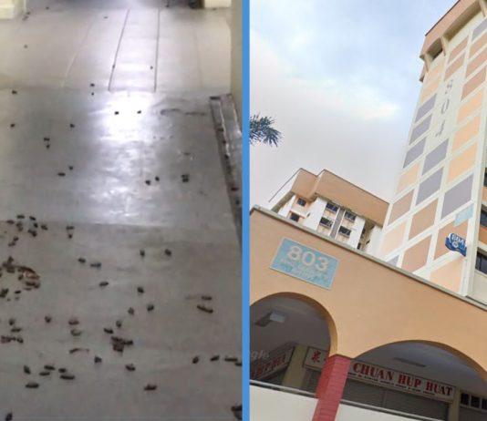 An HDB Flat Has So Many Cockroaches That ‘Hundreds’ of Them Crawled Out From Its Potted Plants