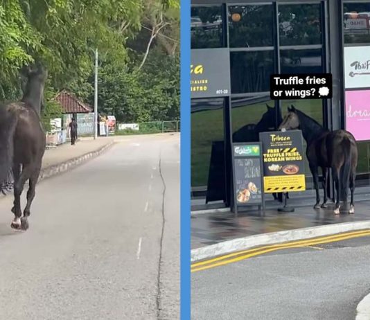 Black Horse Spotted Shopping Around The Grandstand at Bukit Timah