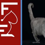 Russian Cats Now Banned in ‘United Nations of Cat Federation’