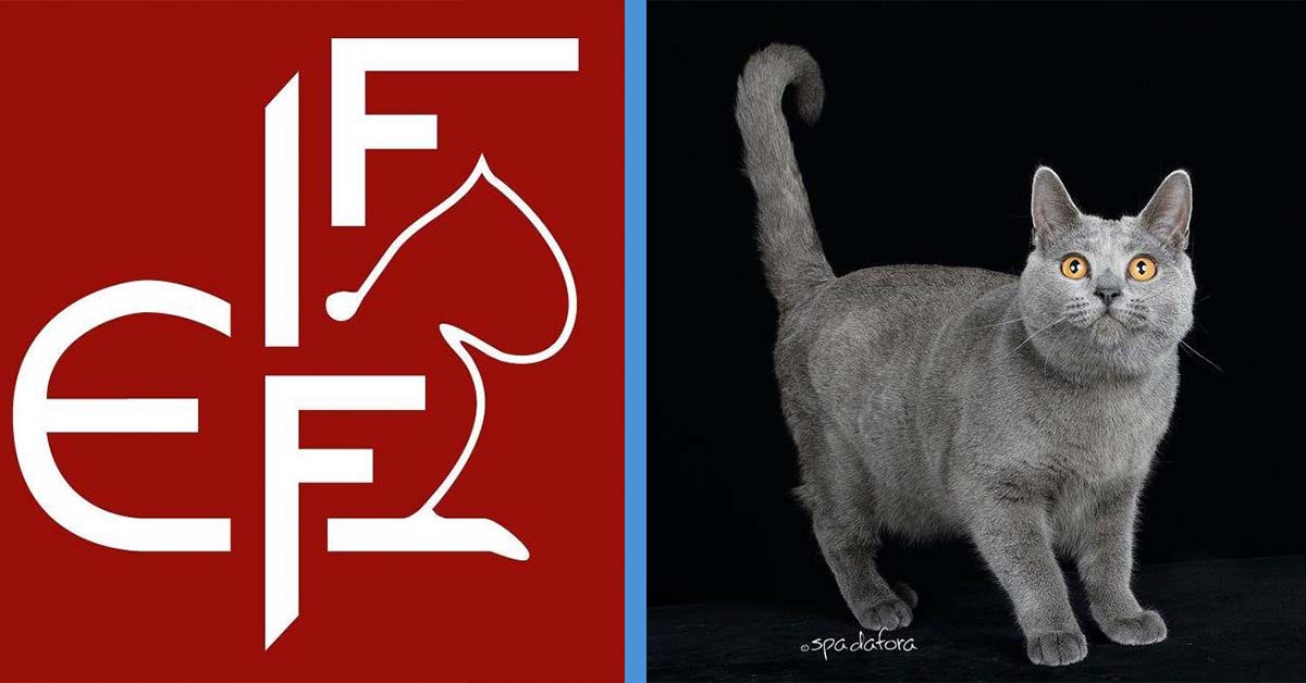 Russian Cats Now Banned in ‘United Nations of Cat Federation’ Goody Feed