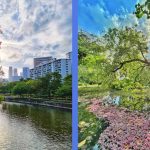 Here’s Why Some Trees in S’pore Are Experiencing Sakura Season During This Period