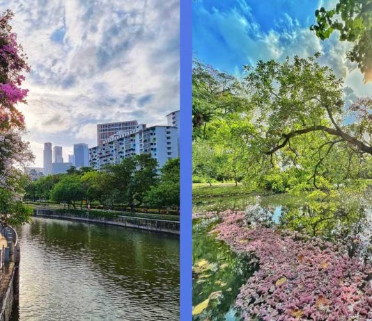 Here’s Why Some Trees in S’pore Are Experiencing Sakura Season During This Period