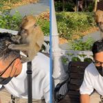 Monkey Caught on Camera Combing Man’s Hair for Food