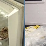 TikToker Shows Dire Condition of HDB Flat That Was Rented Out With Insects Crawling in Fridge