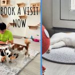 There’s a Cat Place for You to Play With Rescued Cats for $15/hr in Jalan Besar; Adoption Options also Available
