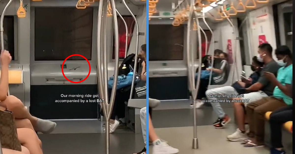 Trapped Bat in MRT Train Cabin Terrified Commuters But Someone Could ...