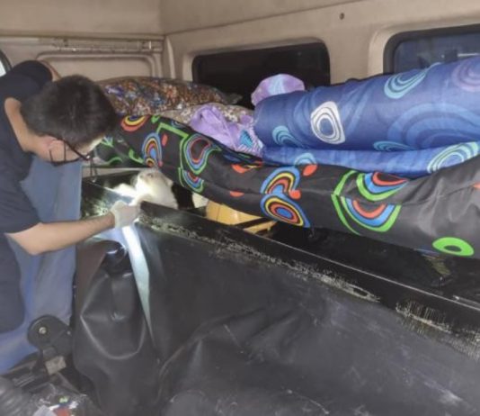 A M’sia Lorry Tried to Smuggle 17 Dogs into S’pore But Were Foiled by ICA