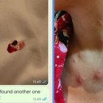 Guests Bitten by Bed Bugs in Jalan Basar Hotel Dismiss Claims That They Brought the Bed Bugs In