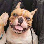 Woman Who Left 2 Dogs to Die in Car After Being Distracted by Social Media Fined $8,000