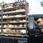 Import of Slaughtered Indonesia Chicken to S’pore Might Happen This Month