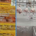 Local Supplier Said M’sia Has Just Lifted Export Ban for Live Kampong Chicken & Black Chicken