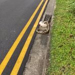 Cat That Was Eaten & Vomited Out by a Python in Boon Lay is Someone’s Missing Pet Cat