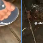Footage of Teen Stepping on Stingrays & Dragging Them Left Netizens Triggered