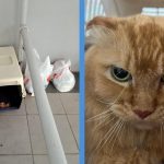 Someone Abandoned 4 Cats at HDB, With 2 of Them Being ‘Atas’ Cats