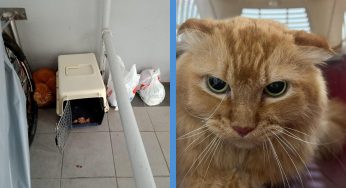 Someone Abandoned 4 Cats at HDB, With 2 of Them Being ‘Atas’ Cats