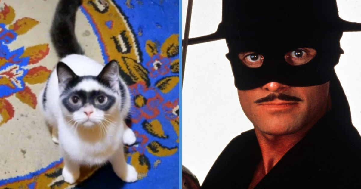 A Cat That Looks like Zorro Has Got Viral With Its TikTok Account