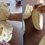 Man Spent $37 on a Durian That Has Absolutely Nothing Inside