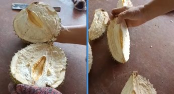 Man Spent $37 on a Durian That Has Absolutely Nothing Inside