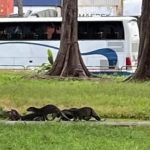 Woman Chased Down by Otters in West Coast Park After She Allegedly Stepped on a Baby Otter