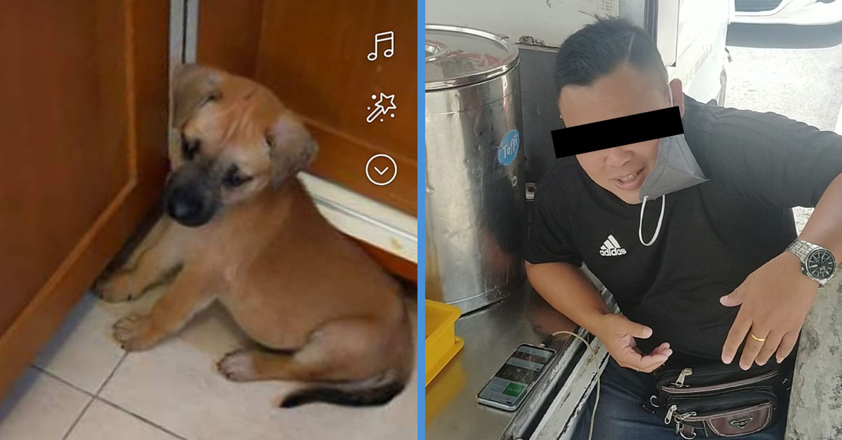 M’sia Man Who Admitted to Eating Adopted Puppy Said It Was All a Joke ...