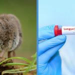 Everything About the New Langya Virus That Has Infected 35 People in China So Far