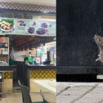 Boss of Tampines Coffeeshop Said Coffeeshop is Infested With Rats Due to a Nearby Garbage Chute