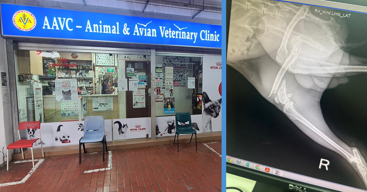 Pet Owner Claims Yishun Vet Broke Her Bunny’s Leg Which’ll Require 5K