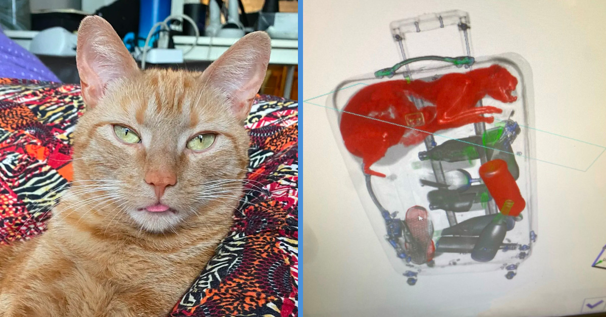 Cat Sneaked into CheckIn Luggage & Was Only Discovered in XRay Scan
