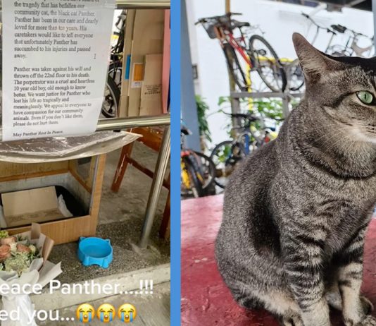 A Community Cat is Spotted ‘Standing Guard’ on Panther’s Memorial in Boon Lay