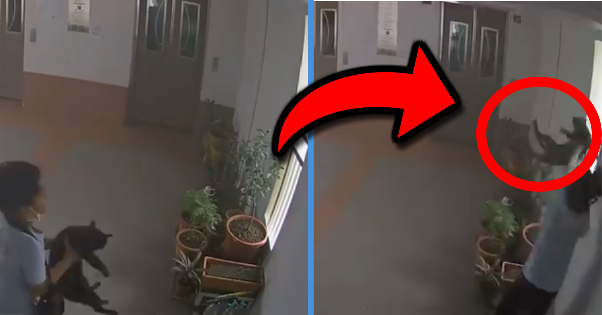 Boy Caught on Camera Throwing Cat Down from 22nd Floor in Boon Lay HDB