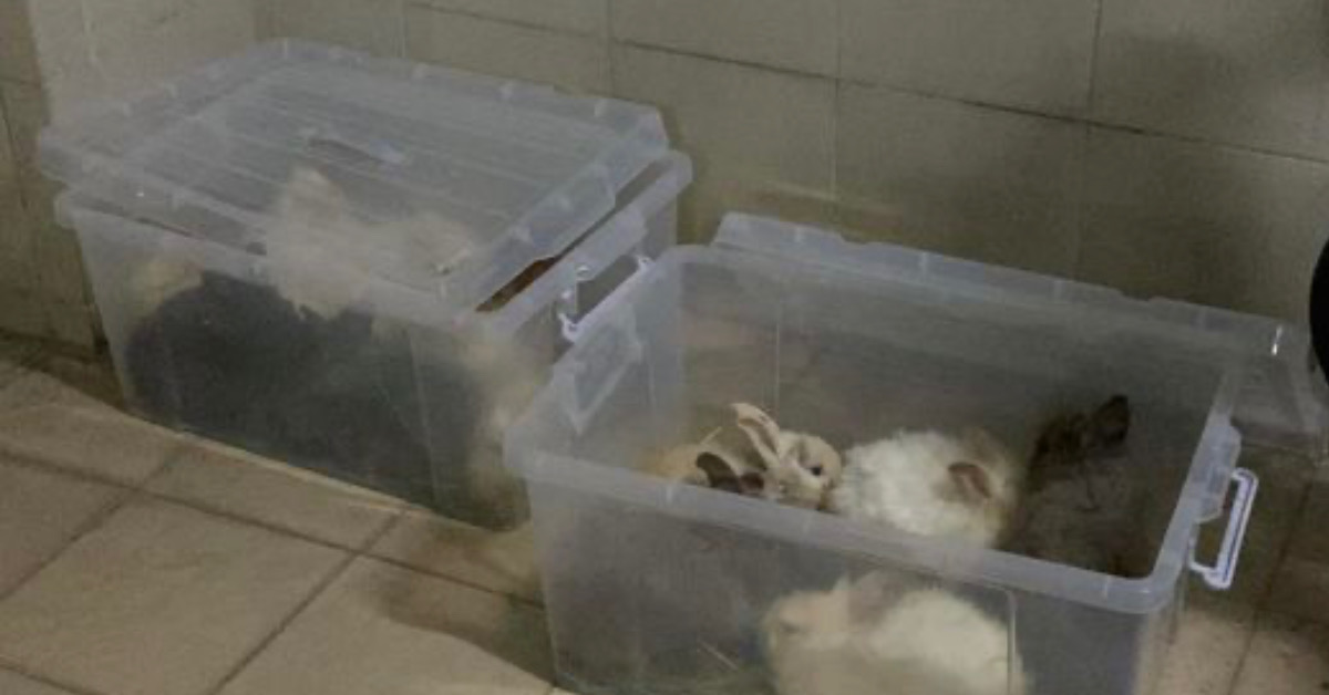 13 Rabbits, With Fur Stained With Pee, Found Abandoned at Clementi HDB ...