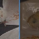Someone Abandoned a Live Chick in a Box in Yishun HDB Lift