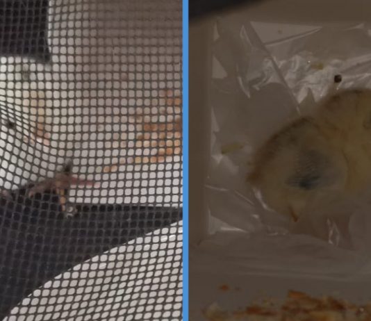 Someone Abandoned a Live Chick in a Box in Yishun HDB Lift