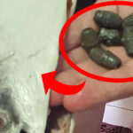 Family Found 7 Metal Weights Inside Fish Bought from Sheng Siong