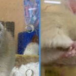 S’pore Zoo Responds to Allegations That Rats in Zoo Are Being Abused