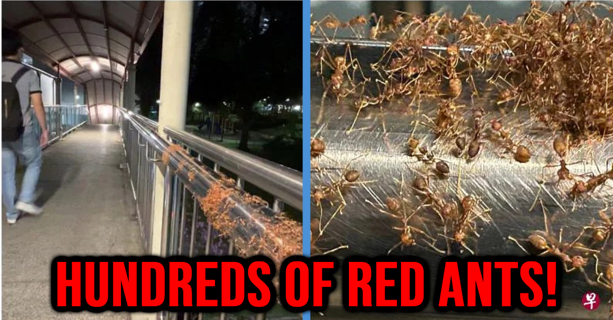 Countless Red Ants Crowd Just On 1 Side of Redhill Overhead Bridge ...