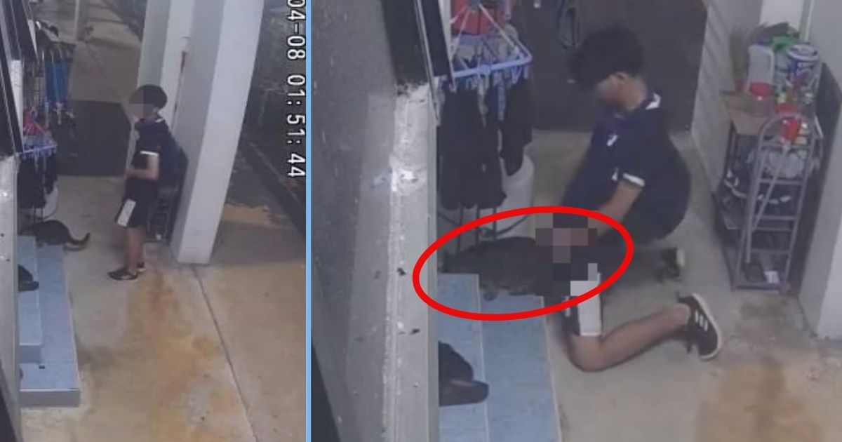 Babe Caught On Camera Taking Off Pants Humping Cat In Bukit Panjang HDB Goody Feed