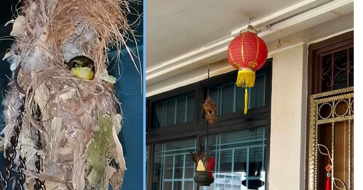 Yishun Resident's Incense Burner a 'Resort' For Nesting Birds