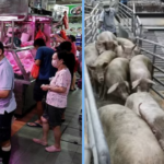 Some Pork Vendors Will Suspend Their Business As S’pore Halts Live Pig Imports from Pulau Bulan