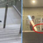 Cat Sneaked Into MRT Station But Got Escorted Out Before Boarding A Train