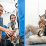 Minister of State: Cat Ownership Might be Allowed in HDB Flats