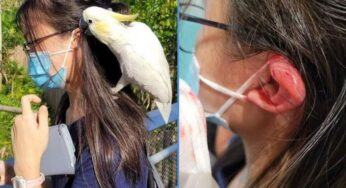 Cockatoo in Bird Paradise Bites Teenager’s Ear, Leading to a Bloody Mess