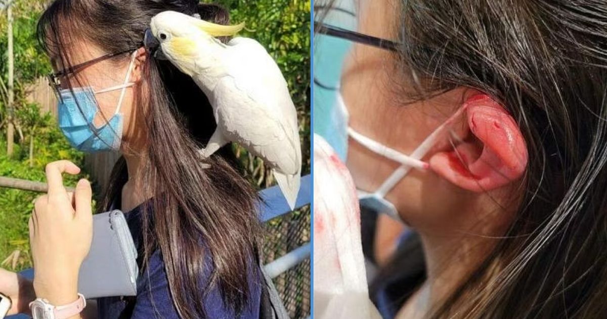 Unveiling the Pain Threshold: Do Cockatoo Bites Hurt? | Master Parrot