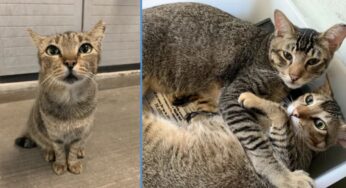 Over 100 Community Cats Will be Homeless After Singapore Turf Club Closes